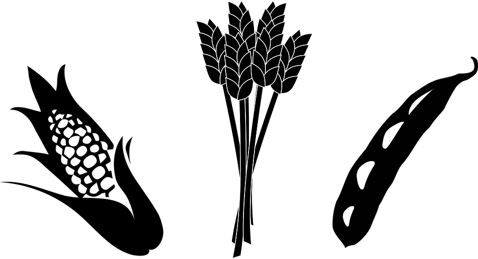 Crops, Wheat, Corn, Soy, Agriculture - Soybean Black And White, Transparent background PNG HD thumbnail