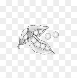 Soybean Hand Painting, Soybean, Hand Painted Style, Sketch Png Image - Soybean Black And White, Transparent background PNG HD thumbnail