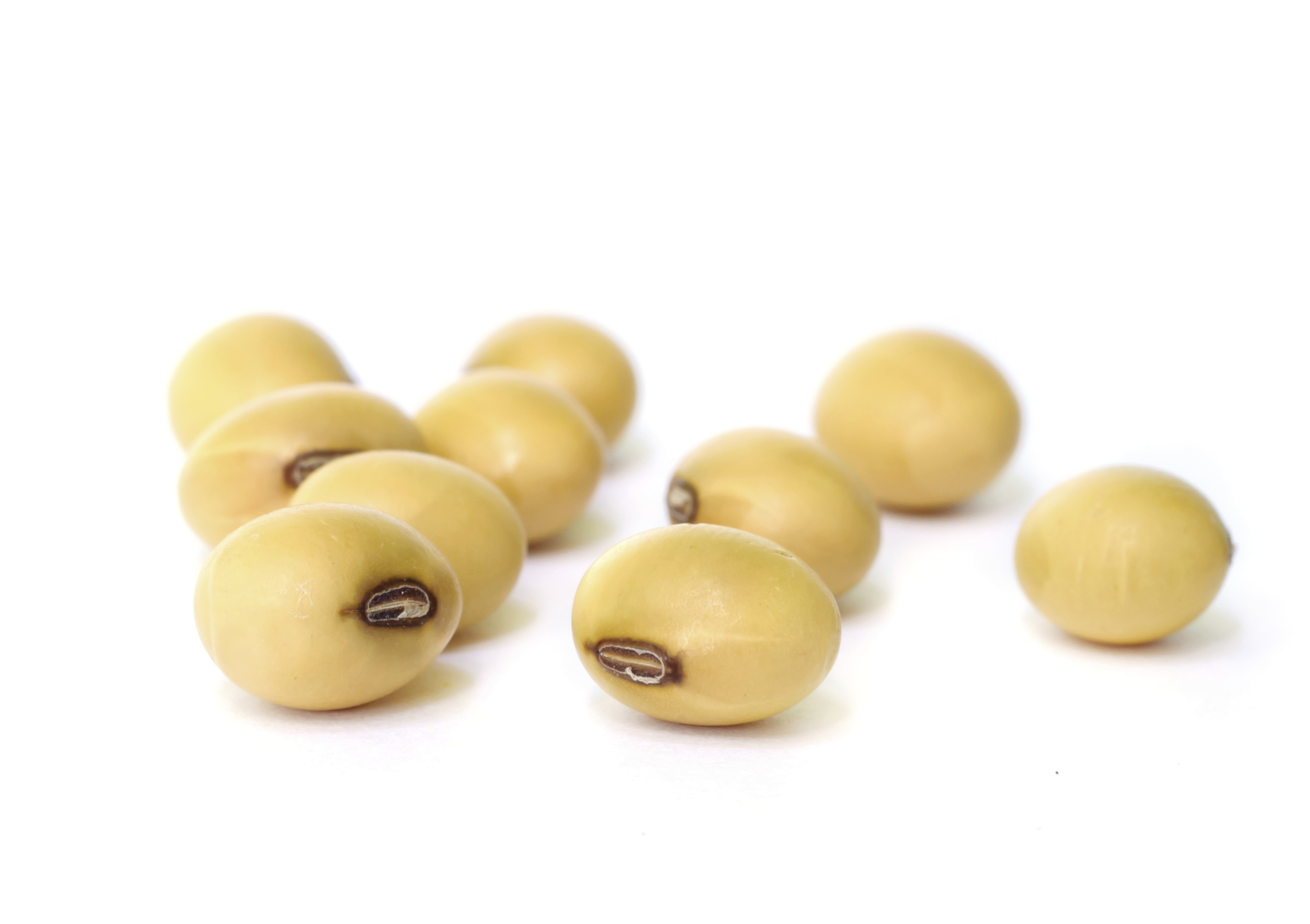 Soybean Seed Png Hdpng.com 3055 - Soybean Seed, Transparent background PNG HD thumbnail