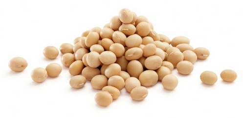 Soybean Seed Png Hdpng.com 497 - Soybean Seed, Transparent background PNG HD thumbnail