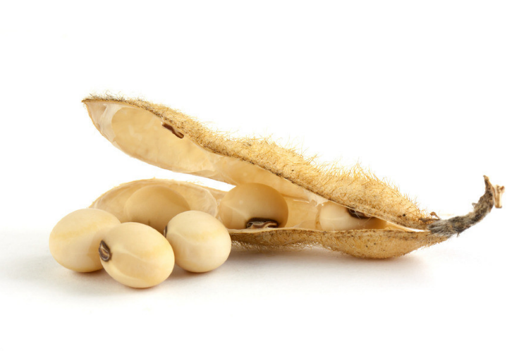 2015.01.30_Daizu02 - Soybean Seed, Transparent background PNG HD thumbnail