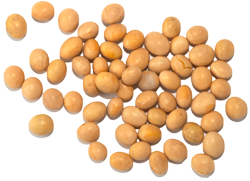 Plant The Seeds Of Success - Soybean Seed, Transparent background PNG HD thumbnail