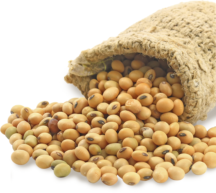 Soybean 4 - Soybean Seed, Transparent background PNG HD thumbnail