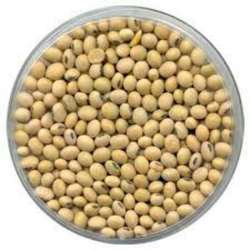 Soybean Seed - Soybean Seed, Transparent background PNG HD thumbnail