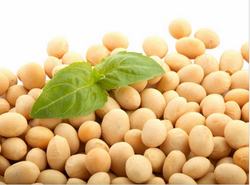 Soybean Seeds - Soybean Seed, Transparent background PNG HD thumbnail