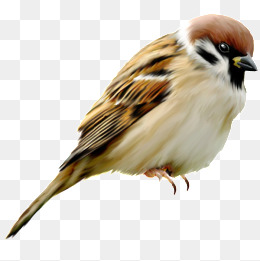 Bird, Bird, Little Sparrow, Animal Png Image - Sparrow, Transparent background PNG HD thumbnail