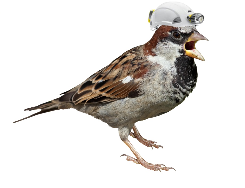 Download Png Image   Sparrow Png Picture - Sparrow, Transparent background PNG HD thumbnail