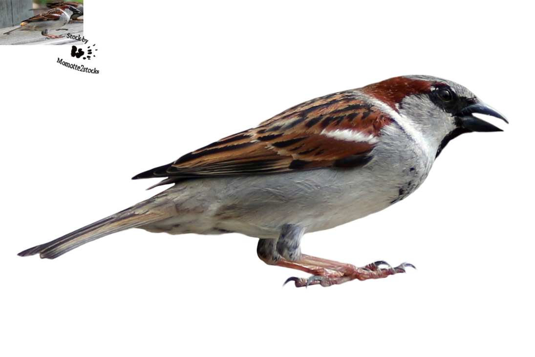 Hdpng   Sparrow Png - Sparrow, Transparent background PNG HD thumbnail
