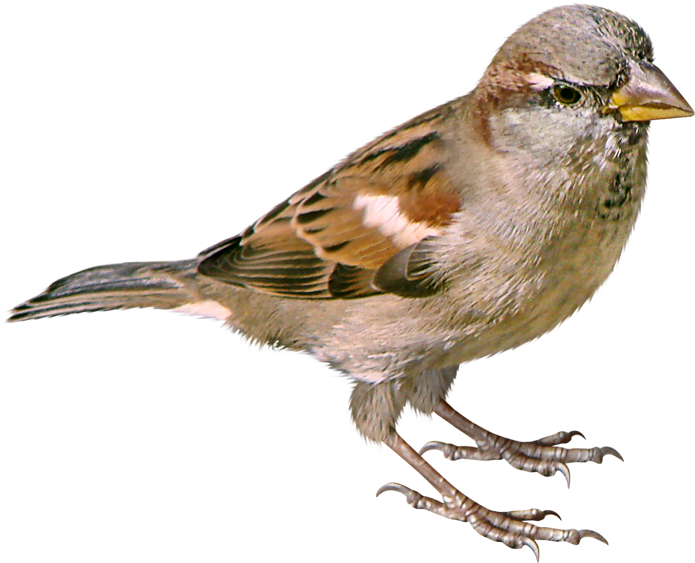 Download PNG image - Sparrow 
