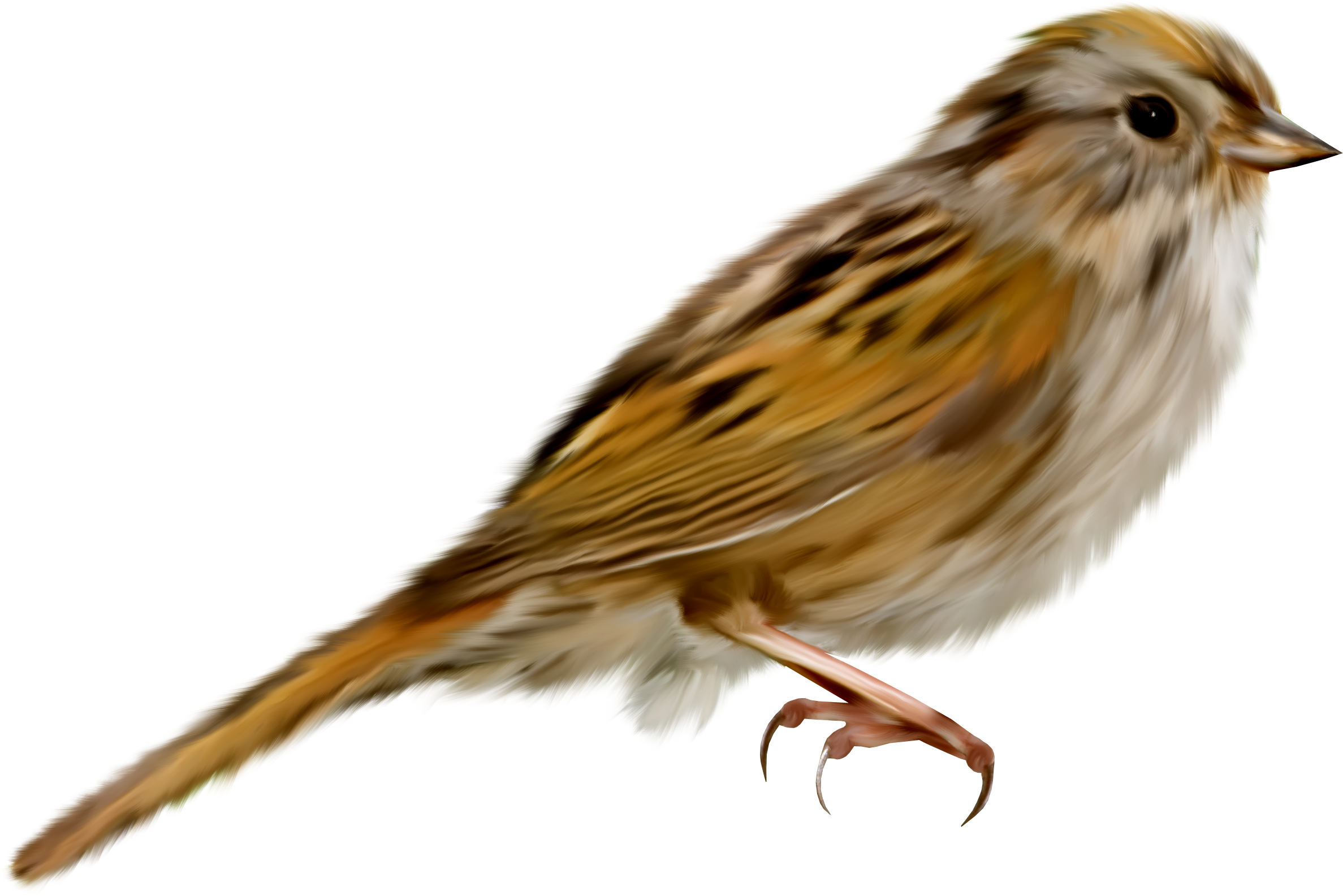 Download PNG image - Sparrow 