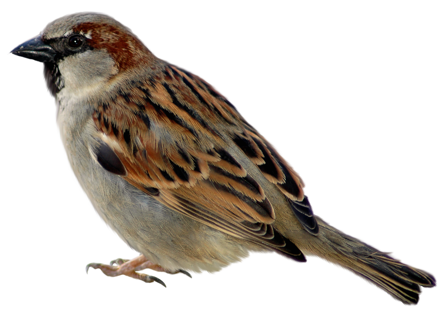 Bird Set - House Sparrow (Mal