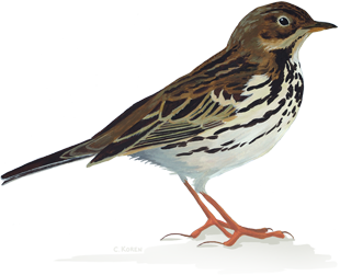 Sparrow Png - Sparrow, Transparent background PNG HD thumbnail