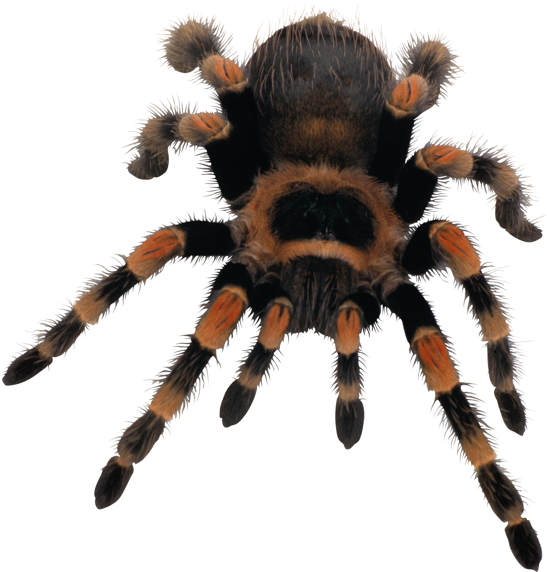 Spider - Spider, Transparent background PNG HD thumbnail