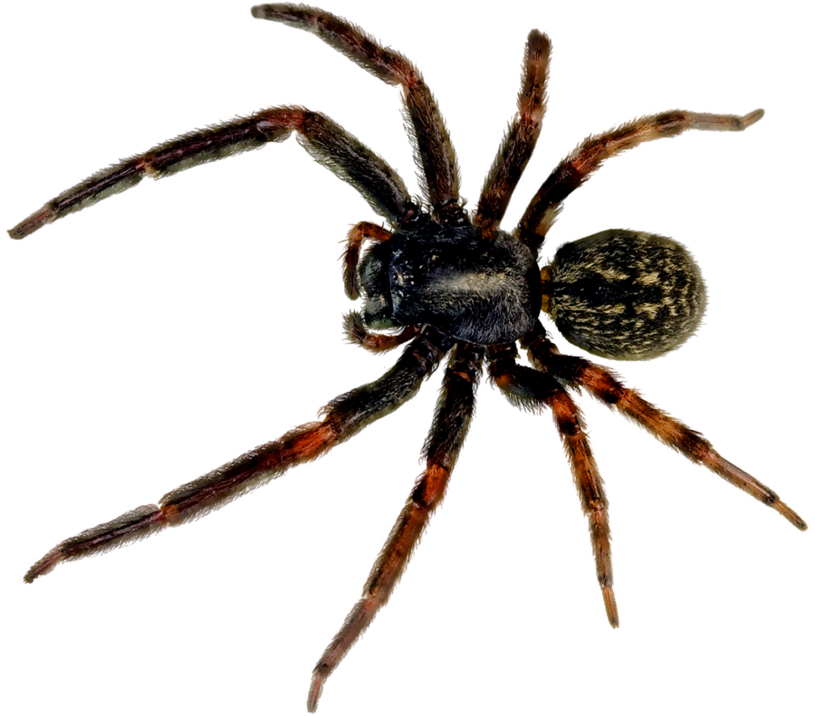 Spider Png Image - Spider, Transparent background PNG HD thumbnail