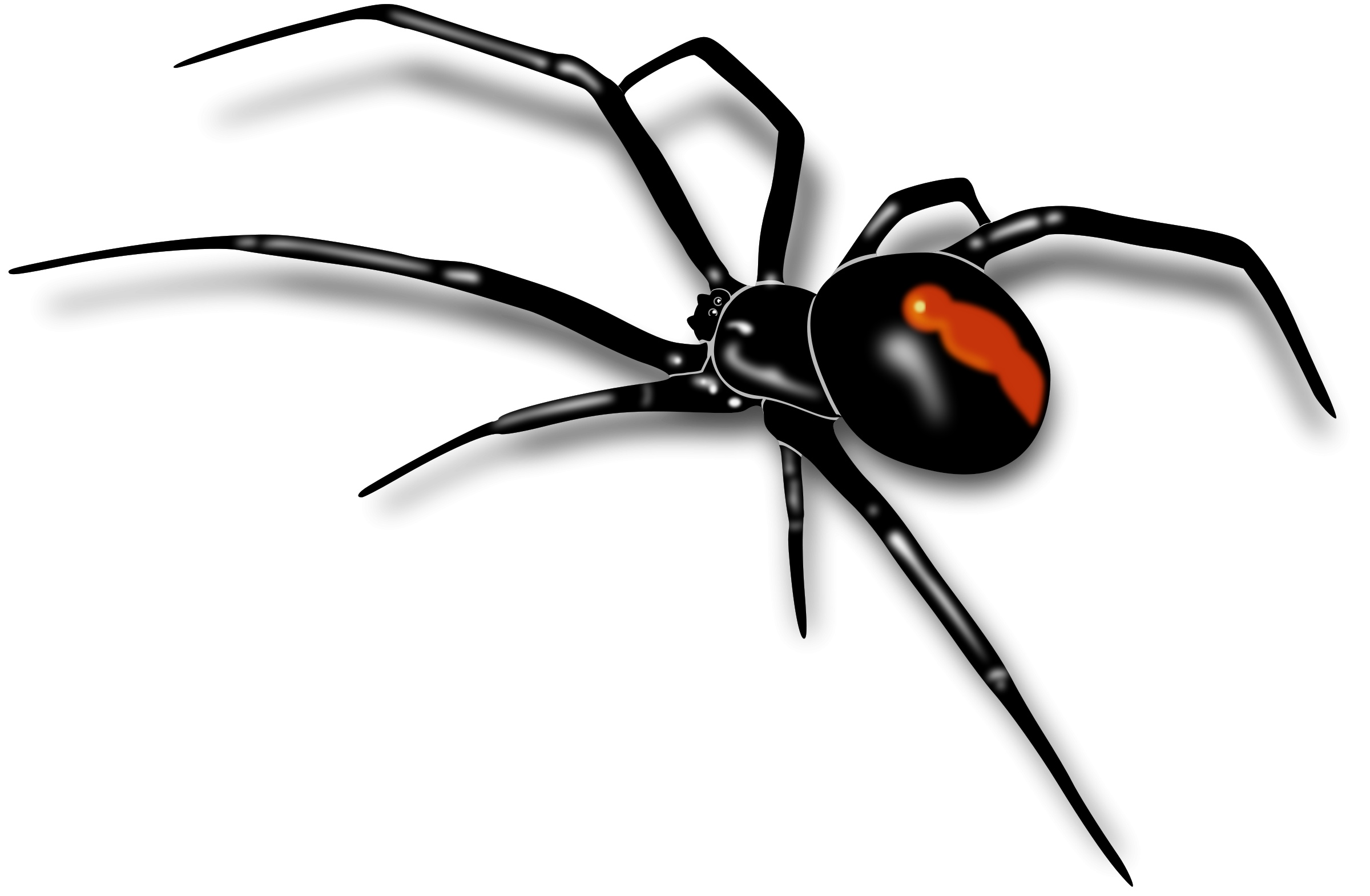 Black Widow Spider PNG File