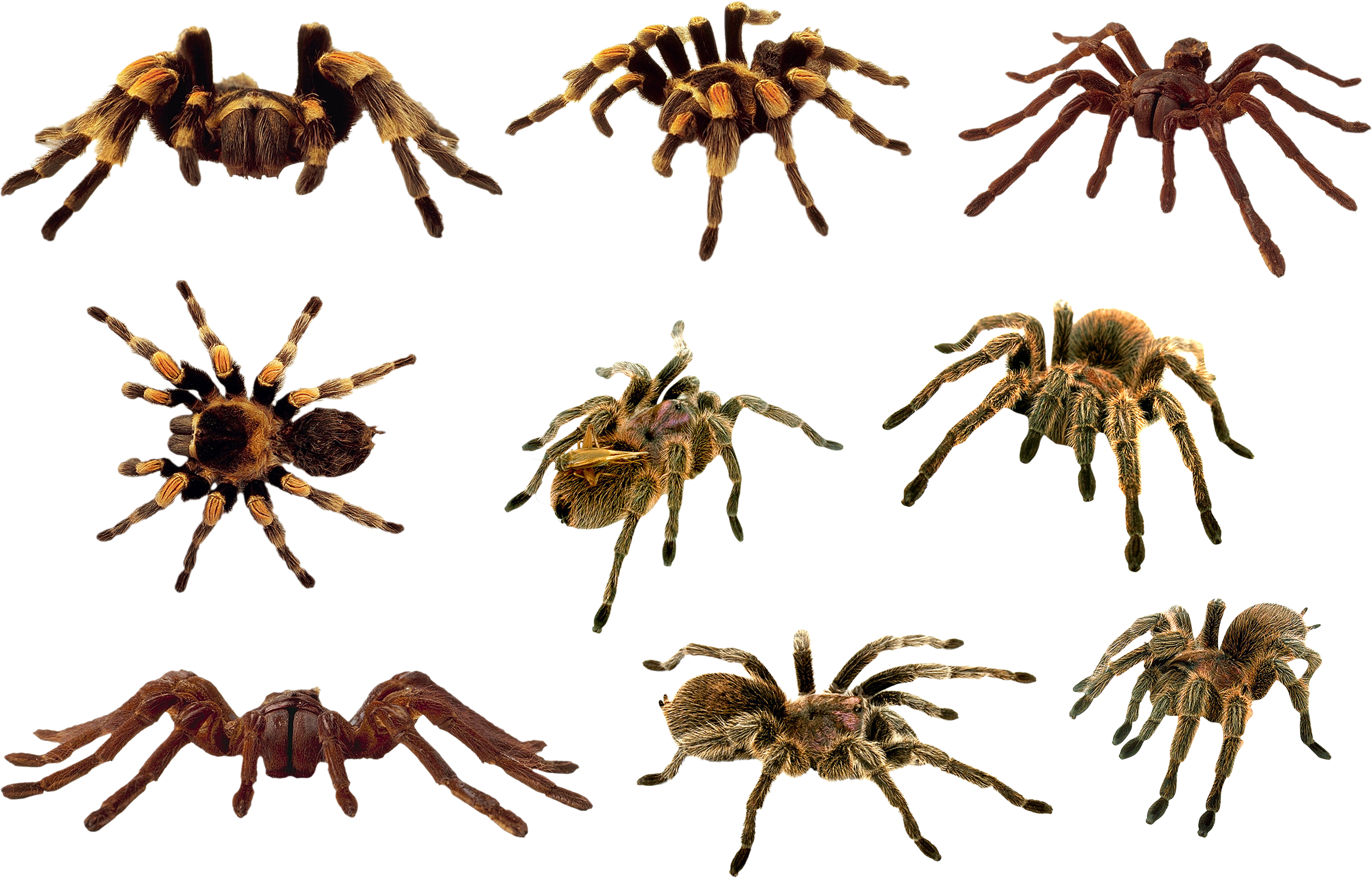 Spider PNG File