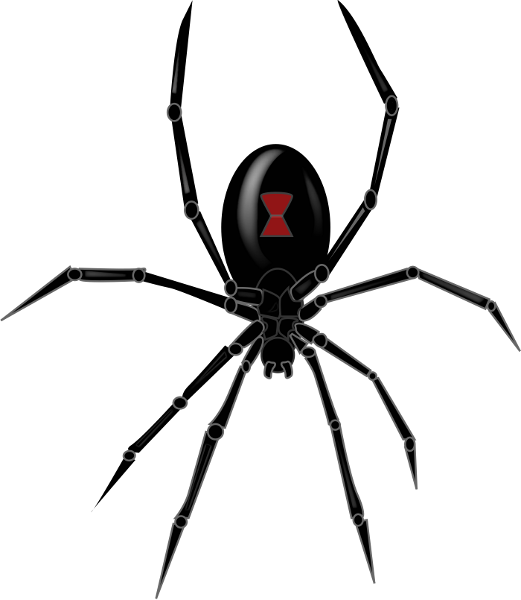 Spider Png File - Spider, Transparent background PNG HD thumbnail