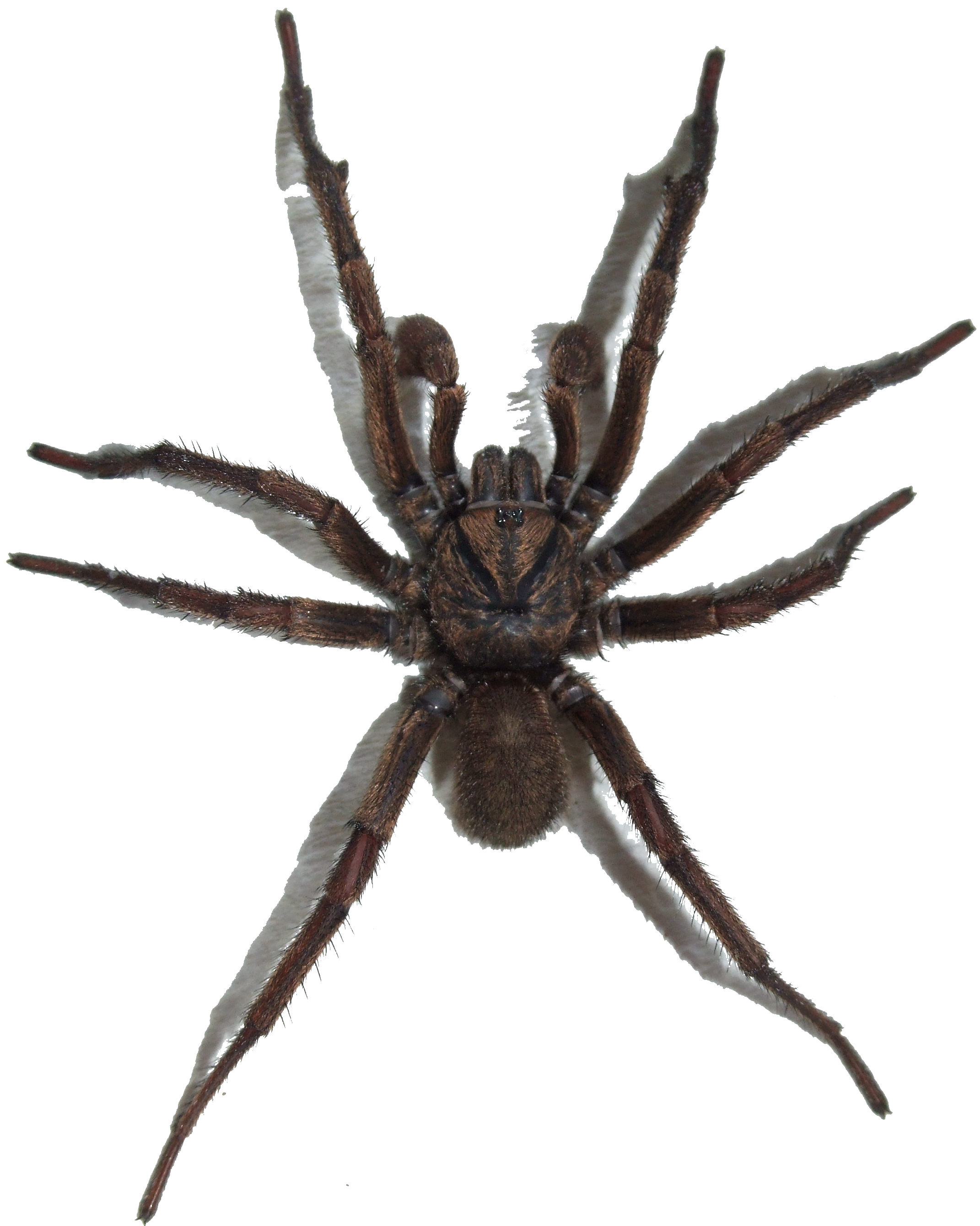 Spider Png Image - Spider, Transparent background PNG HD thumbnail