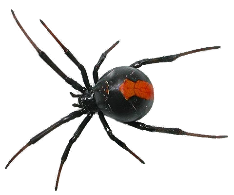 Black Widow Spider PNG File