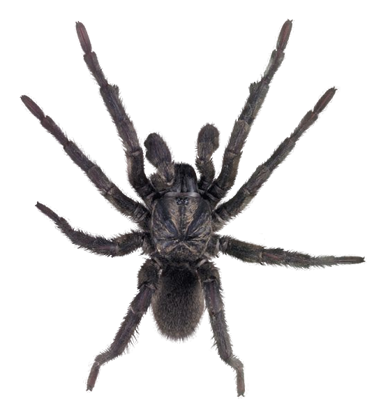 Spider PNG Pic