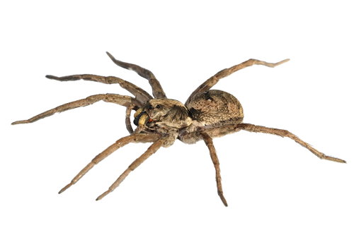 Spider PNG Pic