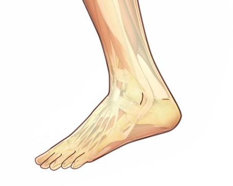 Ankle pain refers to any type