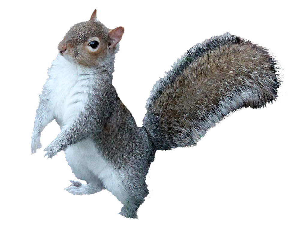Squirre Png Hdpng.com 1024 - Squirre, Transparent background PNG HD thumbnail
