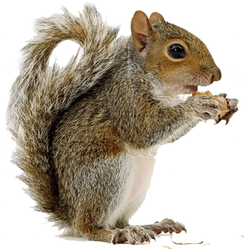 Squirrel Png - Squirre, Transparent background PNG HD thumbnail