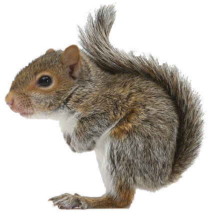 Squirrel Png Image #20472 - Squirre, Transparent background PNG HD thumbnail