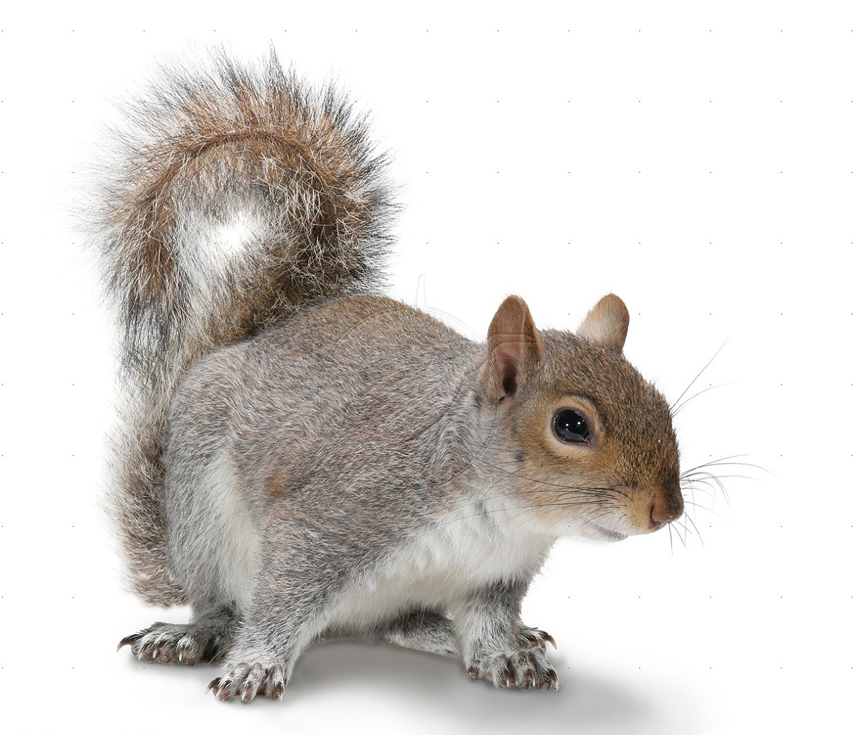 Squirrel Png Image #20477 - Squirre, Transparent background PNG HD thumbnail