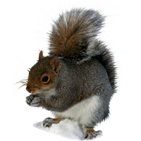 Squirrel Png Image Png Image - Squirre, Transparent background PNG HD thumbnail