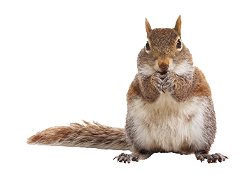 Squirrel Transparent Image - Squirre, Transparent background PNG HD thumbnail