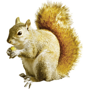 Squirrel PNG by LG-Design Plu