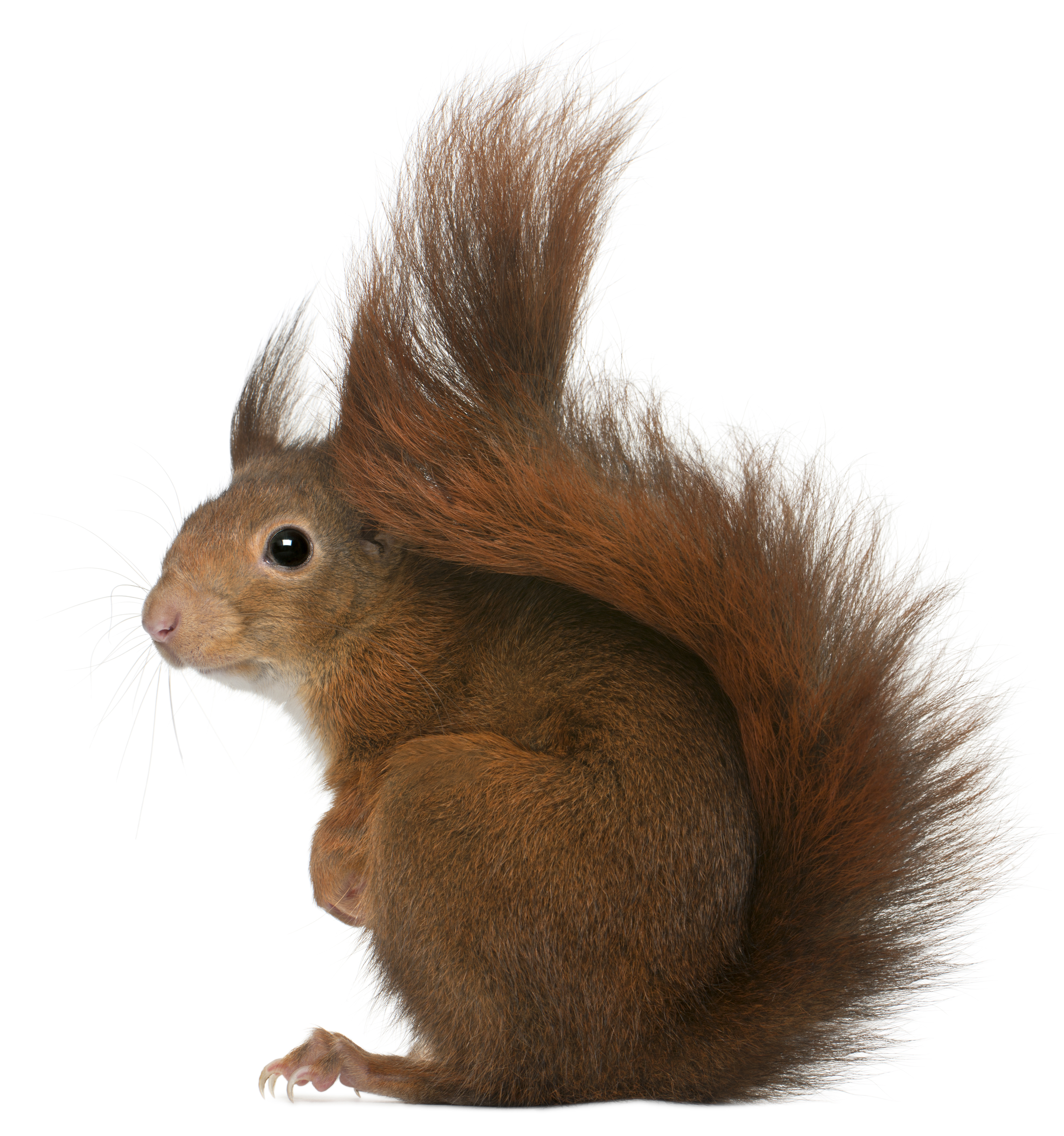 Squirrel PNG by LG-Design Plu