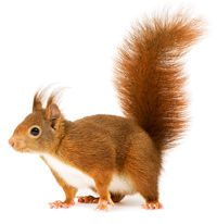 Squirrel PNG - Squirre PNG