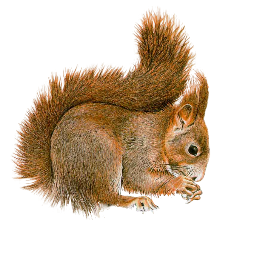 Squirrel Picture PNG Image