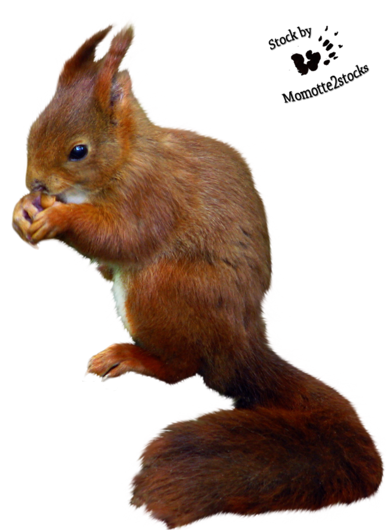 Cut Out Stock Png 08   Nice Red Squirrel By Momotte2Stocks On Deviantart - Squirrel, Transparent background PNG HD thumbnail
