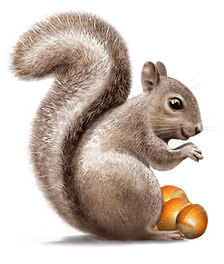Download - Squirrel, Transparent background PNG HD thumbnail
