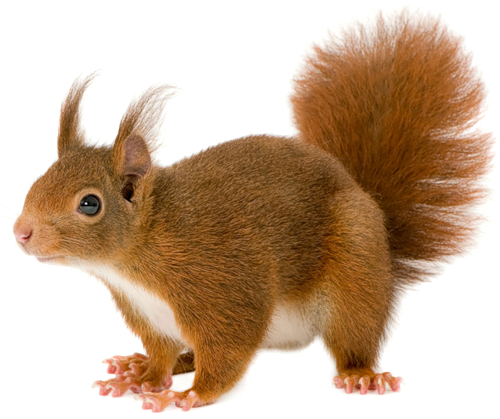 Png Sincap Resimleri, Squirrel Png, Squirrel Png Images - Squirrel, Transparent background PNG HD thumbnail