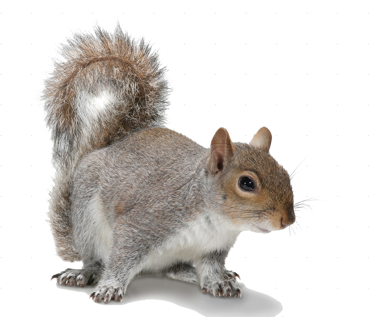 Squirrel Picture Png Image - Squirrel, Transparent background PNG HD thumbnail