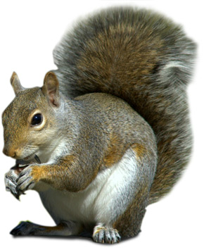 Squirrel Png. The Hind Feet, Longer Than The Front, Are Double Jointed To Help The - Squirrel, Transparent background PNG HD thumbnail
