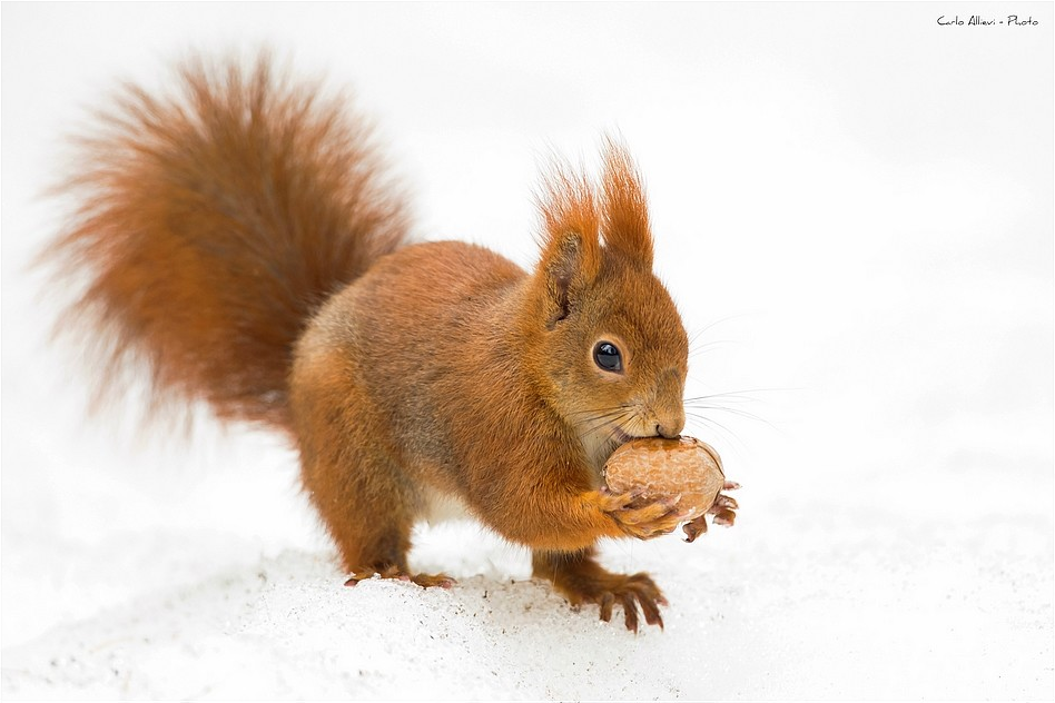 Picture Of A Little Squirrel Eating A Nut. - Squirrel With Nut, Transparent background PNG HD thumbnail
