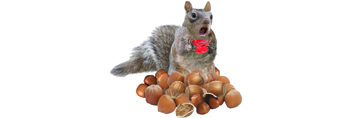 These Nuts Look So Real, Your Friends Wonu0027T Be Able To Tell The Difference. Fun At Parties, Work, Or Just About Anywhere. Get Them To Crack It Open And Out Hdpng.com  - Squirrel With Nut, Transparent background PNG HD thumbnail