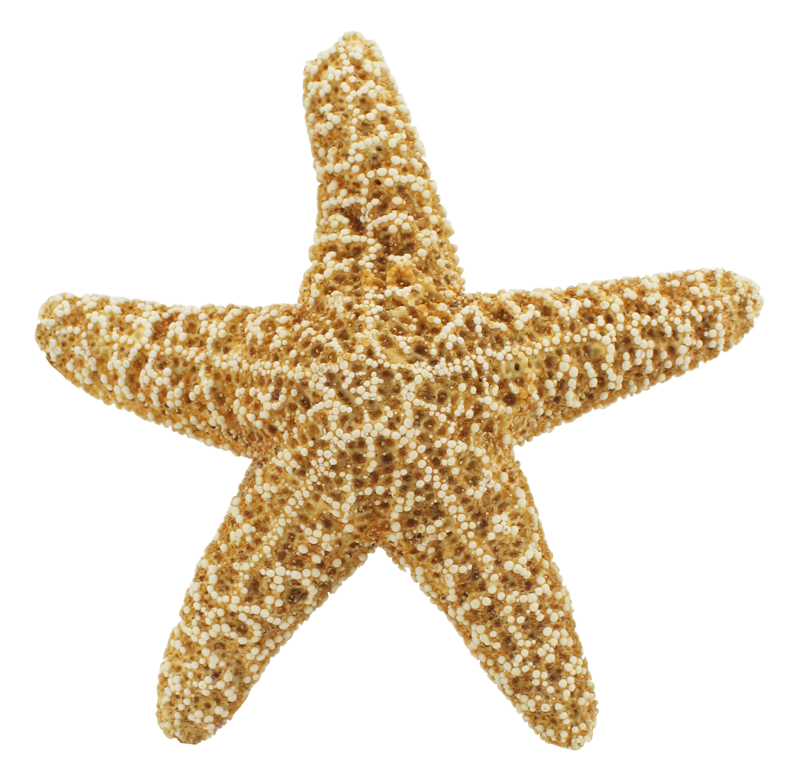 Starfish Png image #19849
