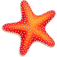 Starfish Picture Png Image - Starfish, Transparent background PNG HD thumbnail
