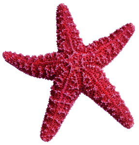 PNG File Name: Cute Starfish 