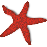 Starfish Png File Png Image - Starfish, Transparent background PNG HD thumbnail