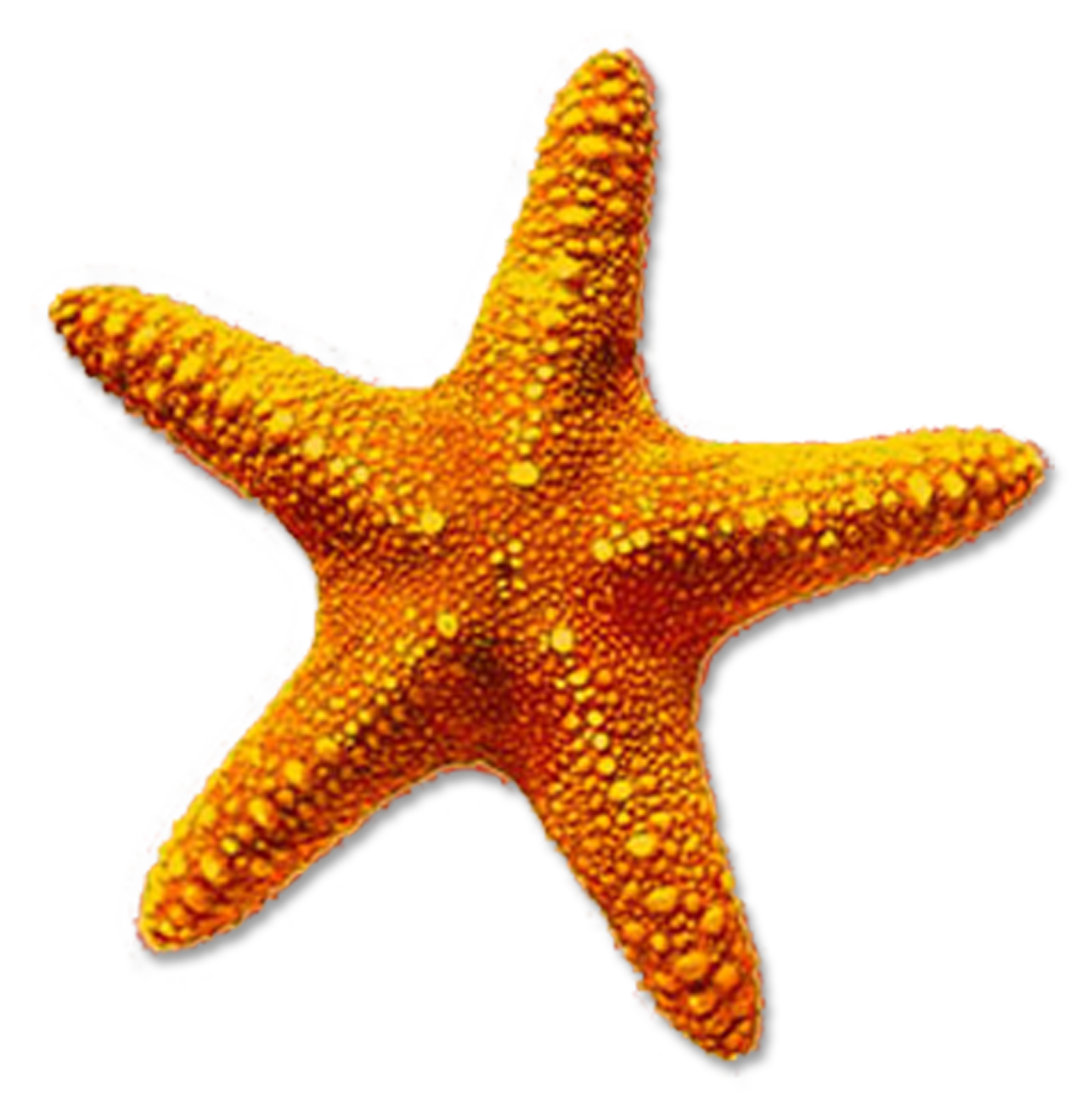 Starfish Picture PNG Image