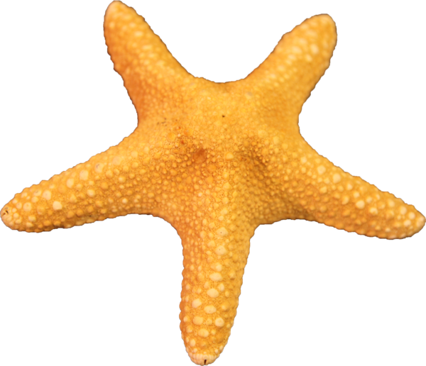 Starfish Png Image #19851 - Starfish, Transparent background PNG HD thumbnail