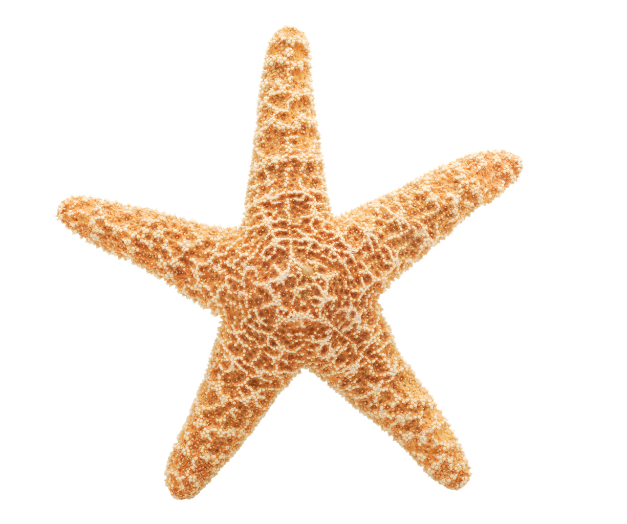 PNG File Name: Cute Starfish 